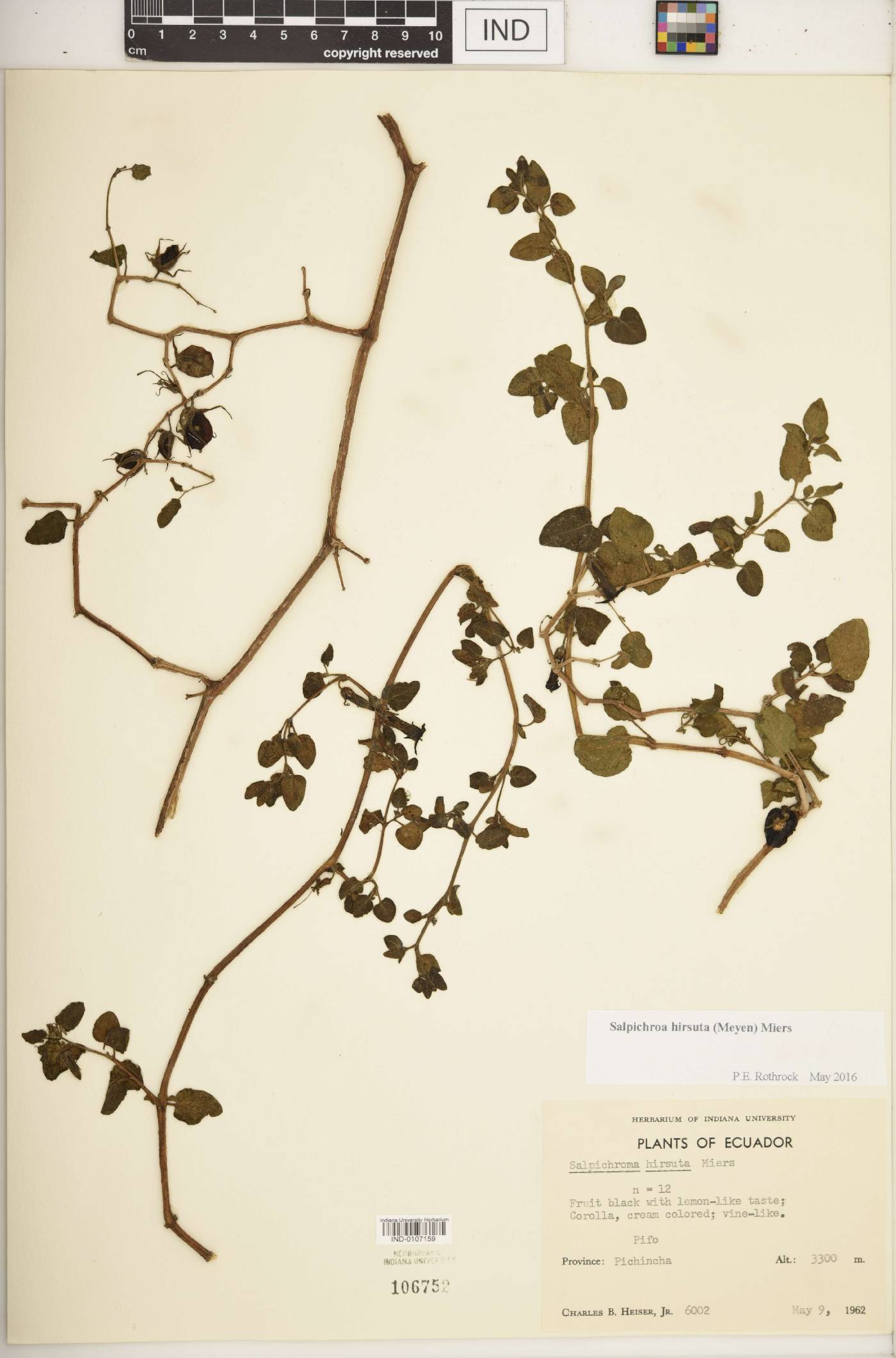 Salpichroa hirsuta image