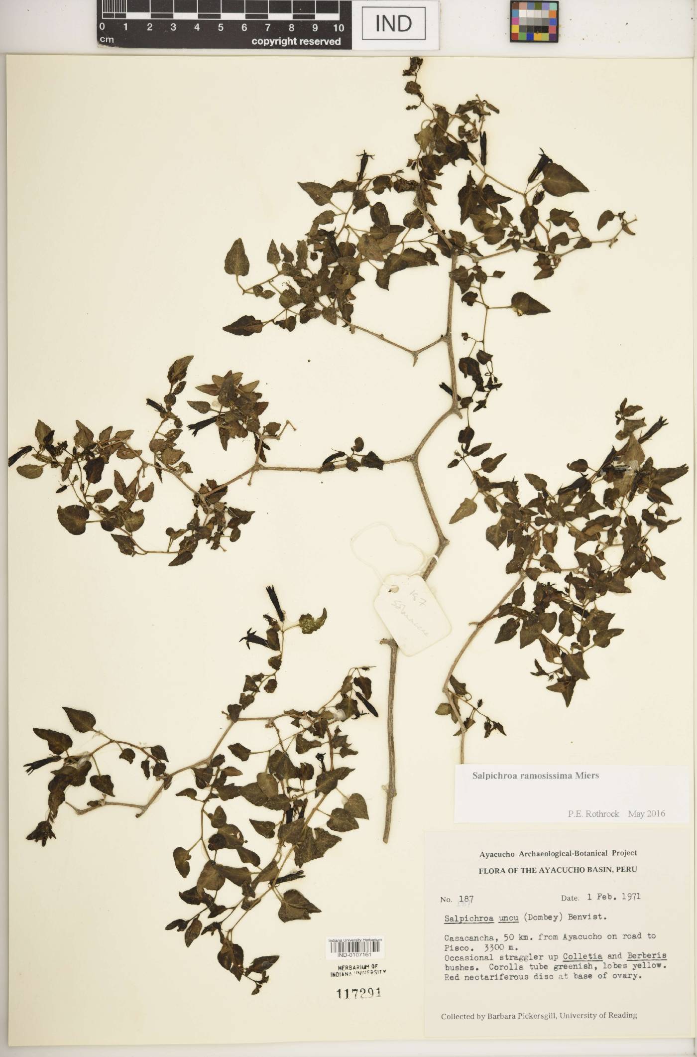Salpichroa ramosissima image