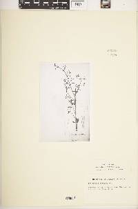 Image of Schizanthus alpestris