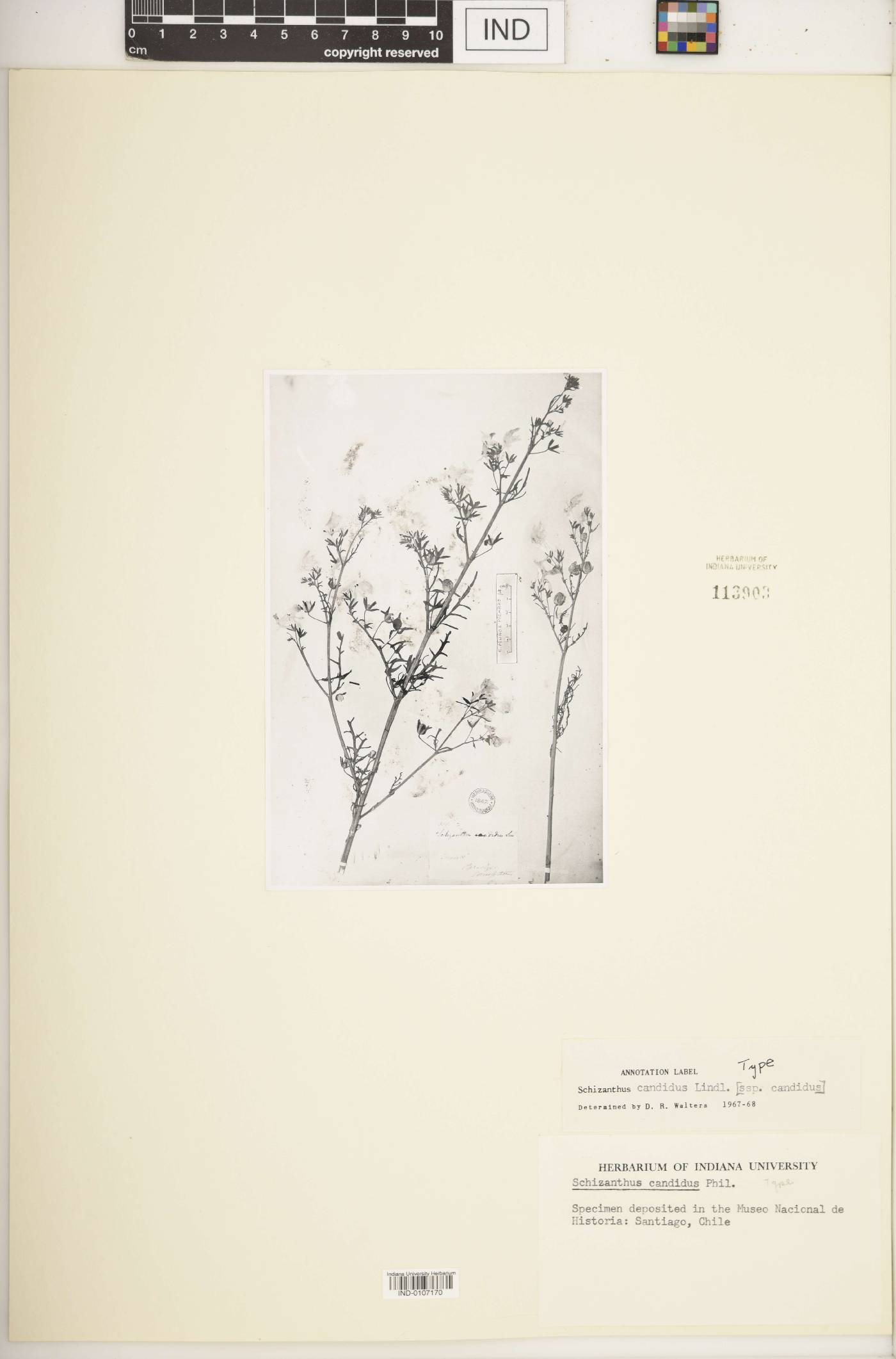 Schizanthus candidus image