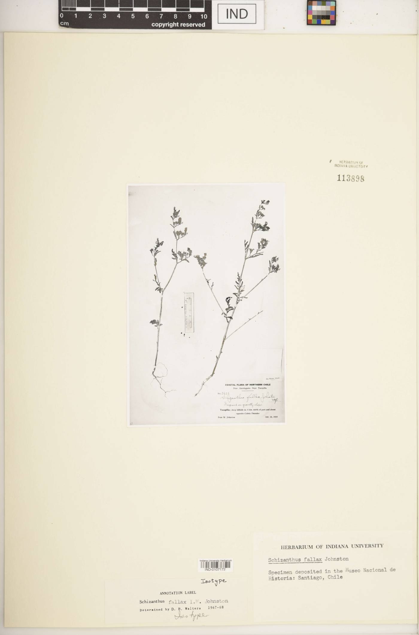 Schizanthus grahamii image