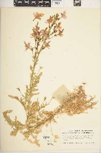 Schizanthus grahamii image