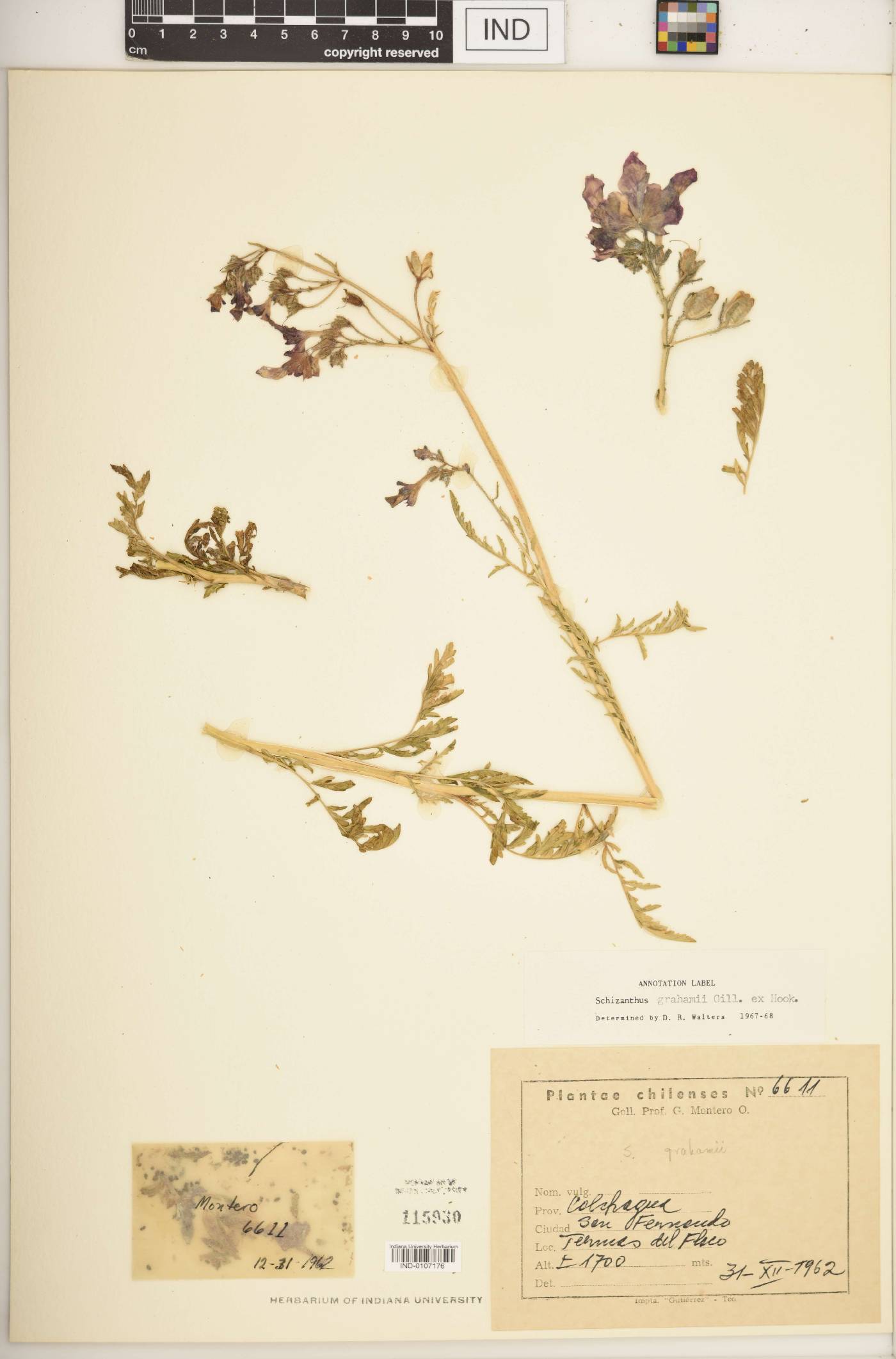 Schizanthus grahamii image