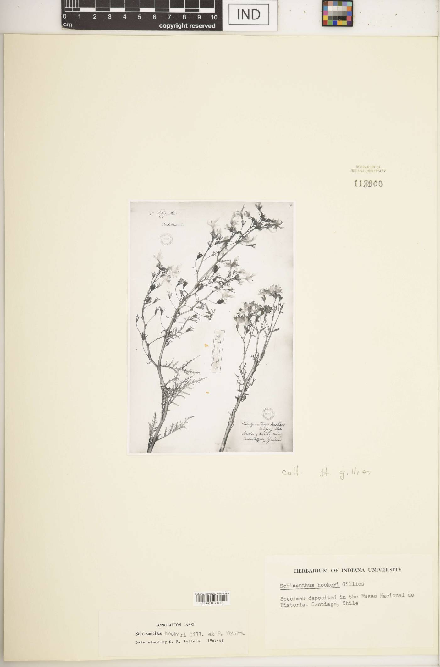Schizanthus hookeri image