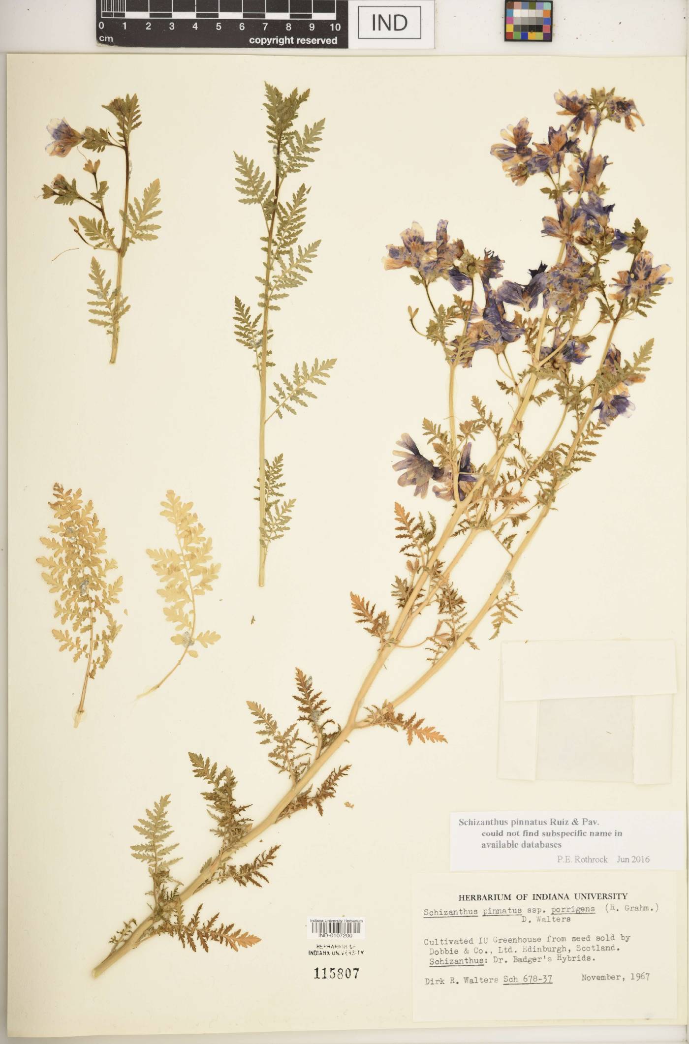 Schizanthus pinnatus image