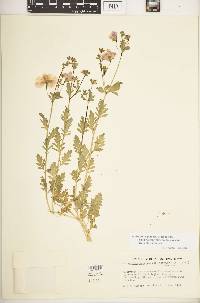 Schizanthus pinnatus image
