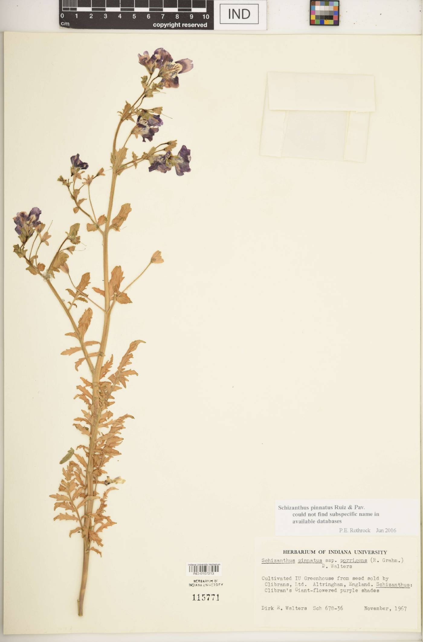 Schizanthus pinnatus image
