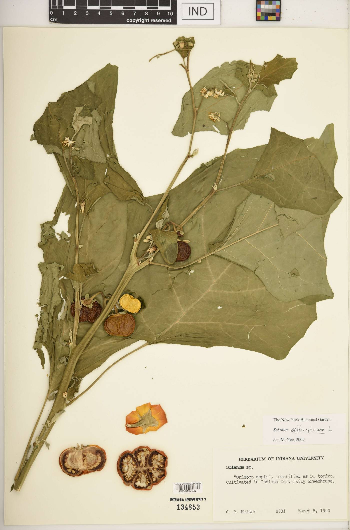 Solanum aethiopicum image