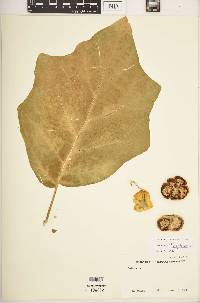 Solanum aethiopicum image
