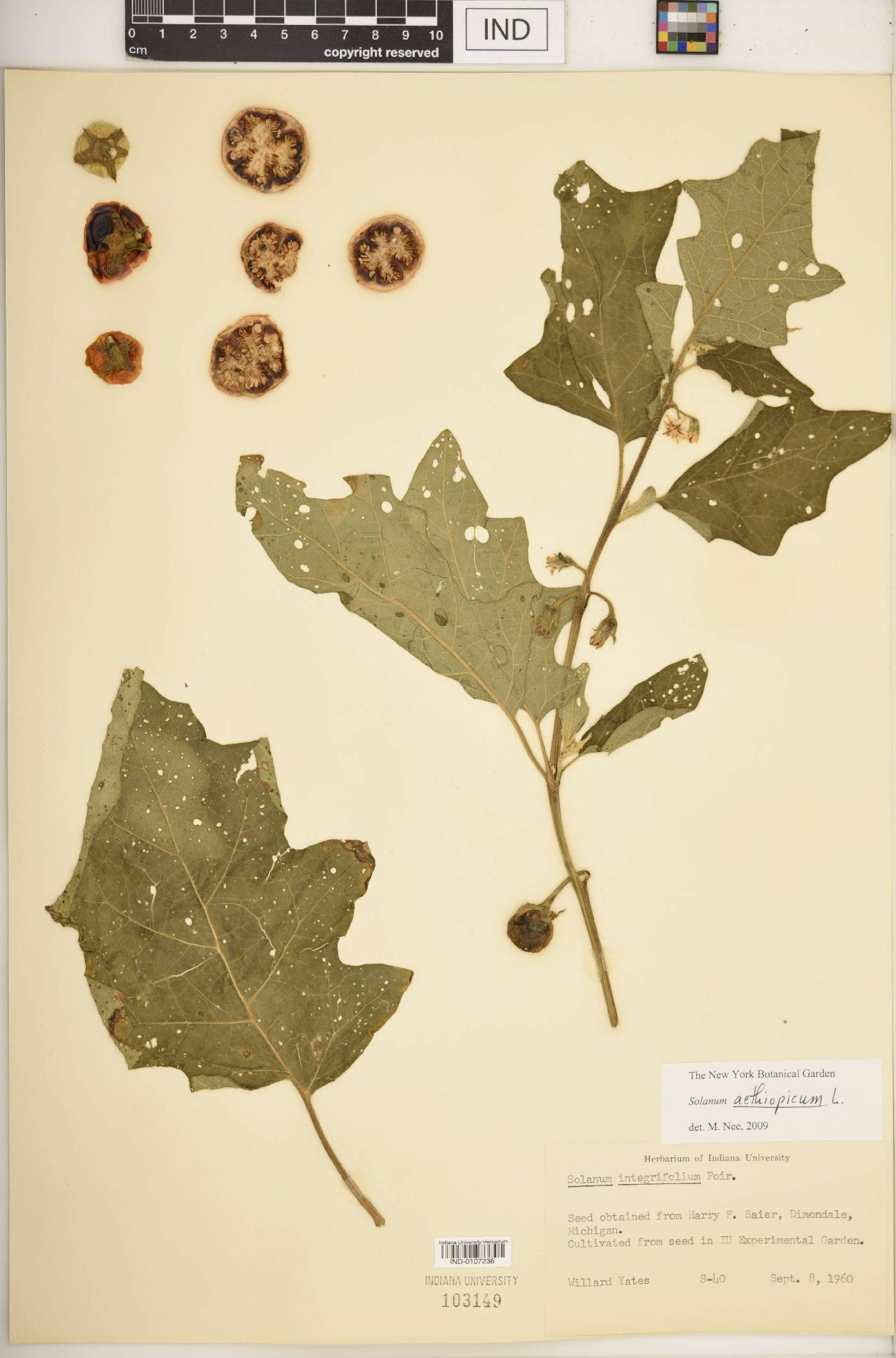 Solanum aethiopicum image