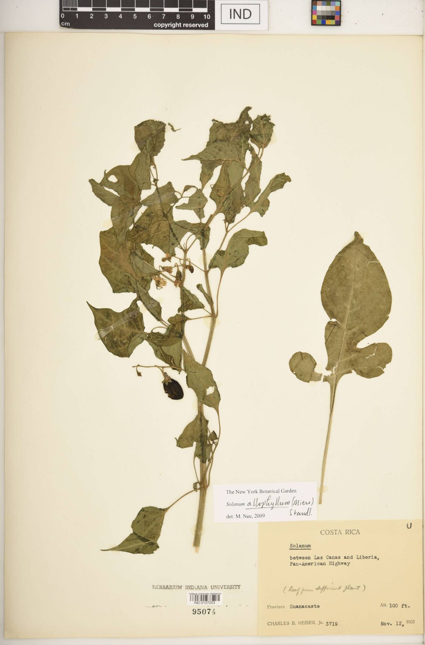 Solanum allophyllum image