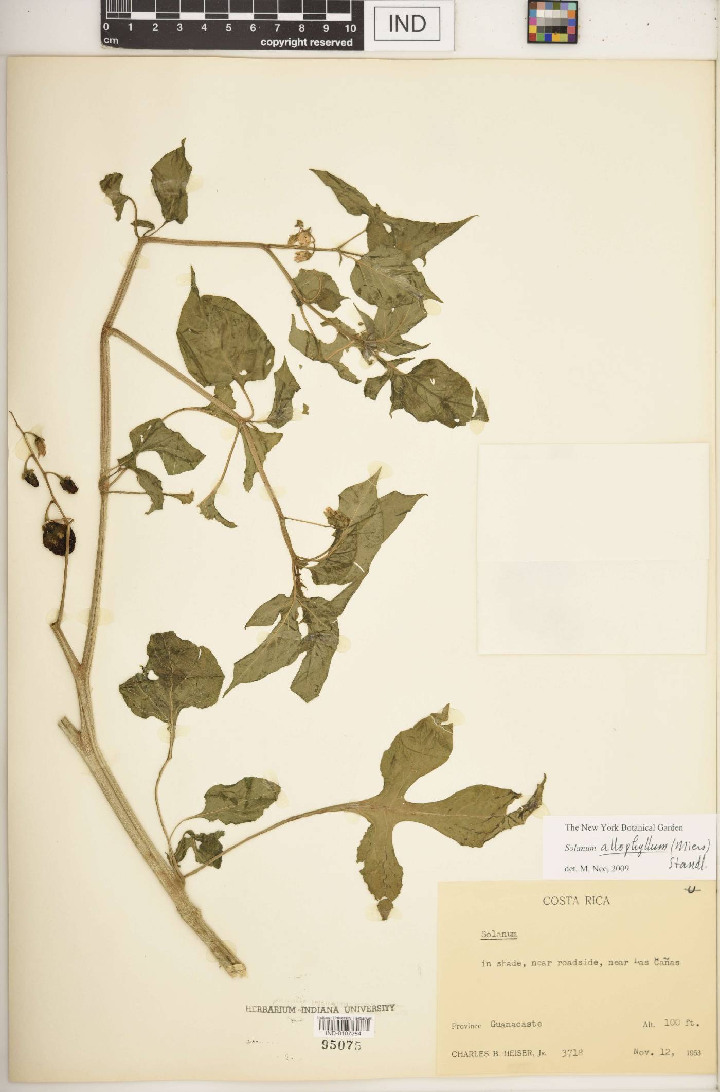 Solanum allophyllum image