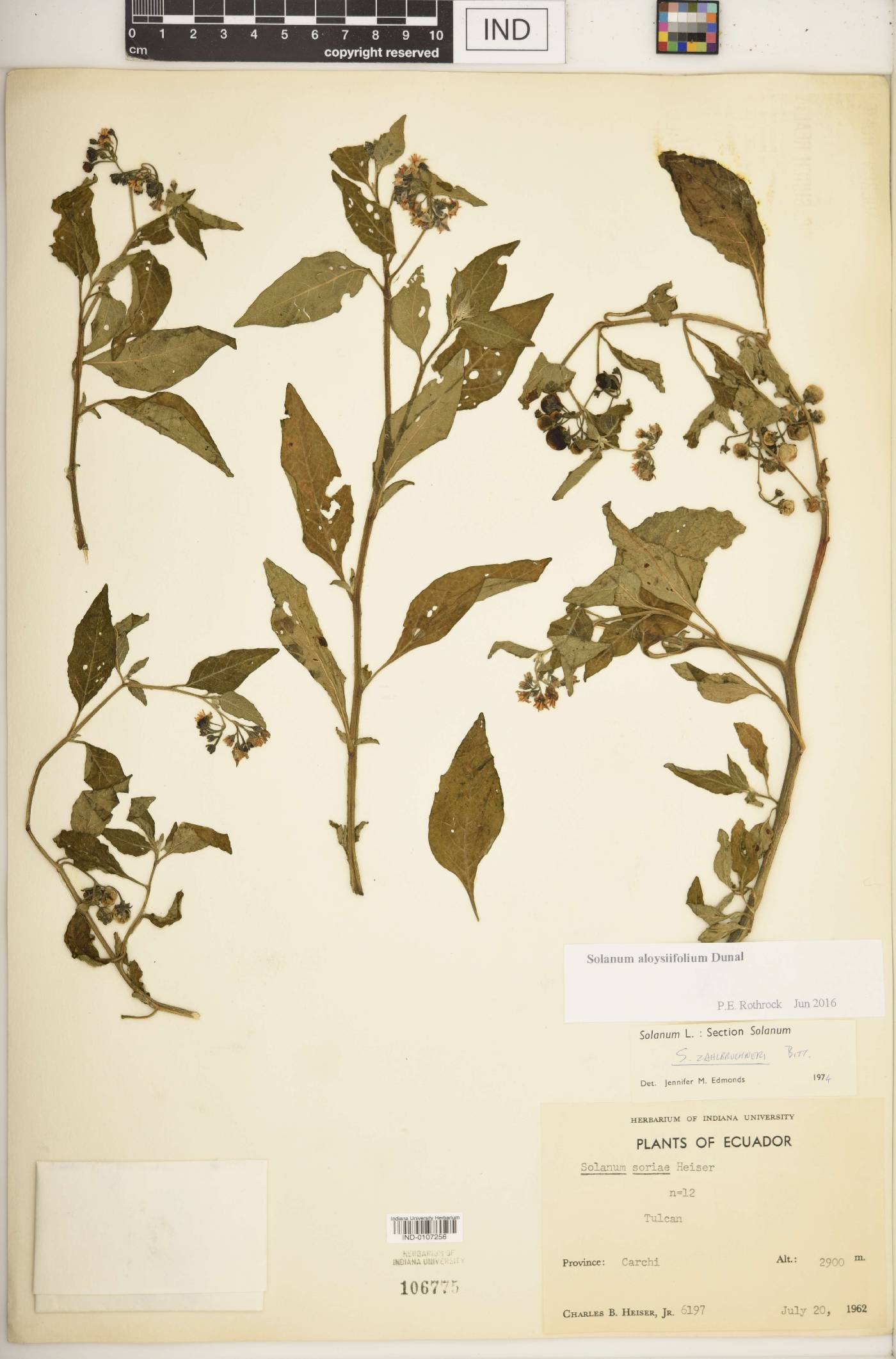 Solanum aloysiifolium image