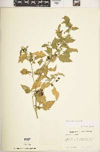 Solanum americanum image