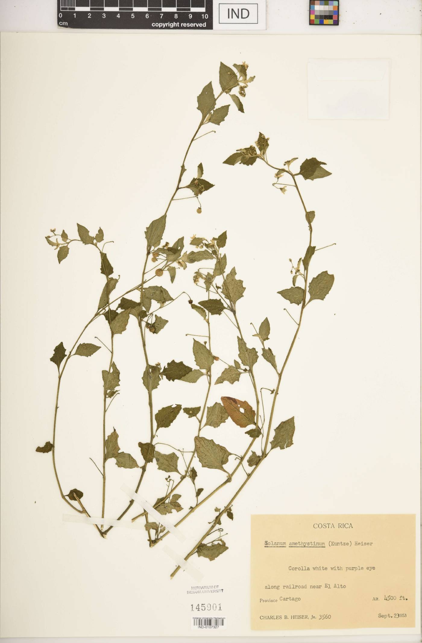 Solanum amethystinum image