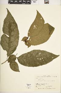 Solanum arboreum image