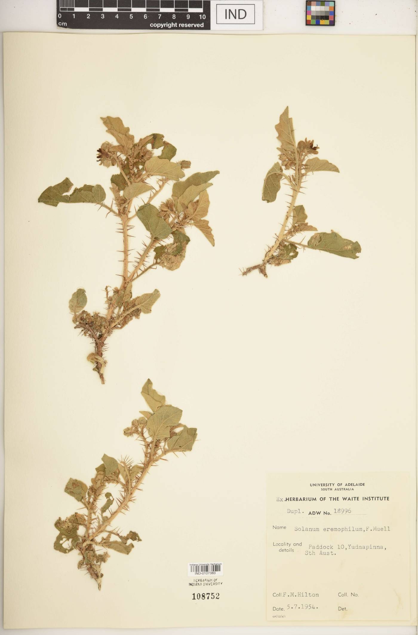 Solanum eremophilum image