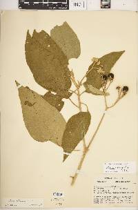 Solanum erianthum image