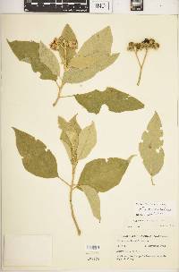 Solanum erianthum image