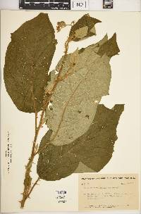 Solanum erythrotrichum image