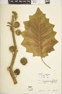 Solanum lasiocarpum image
