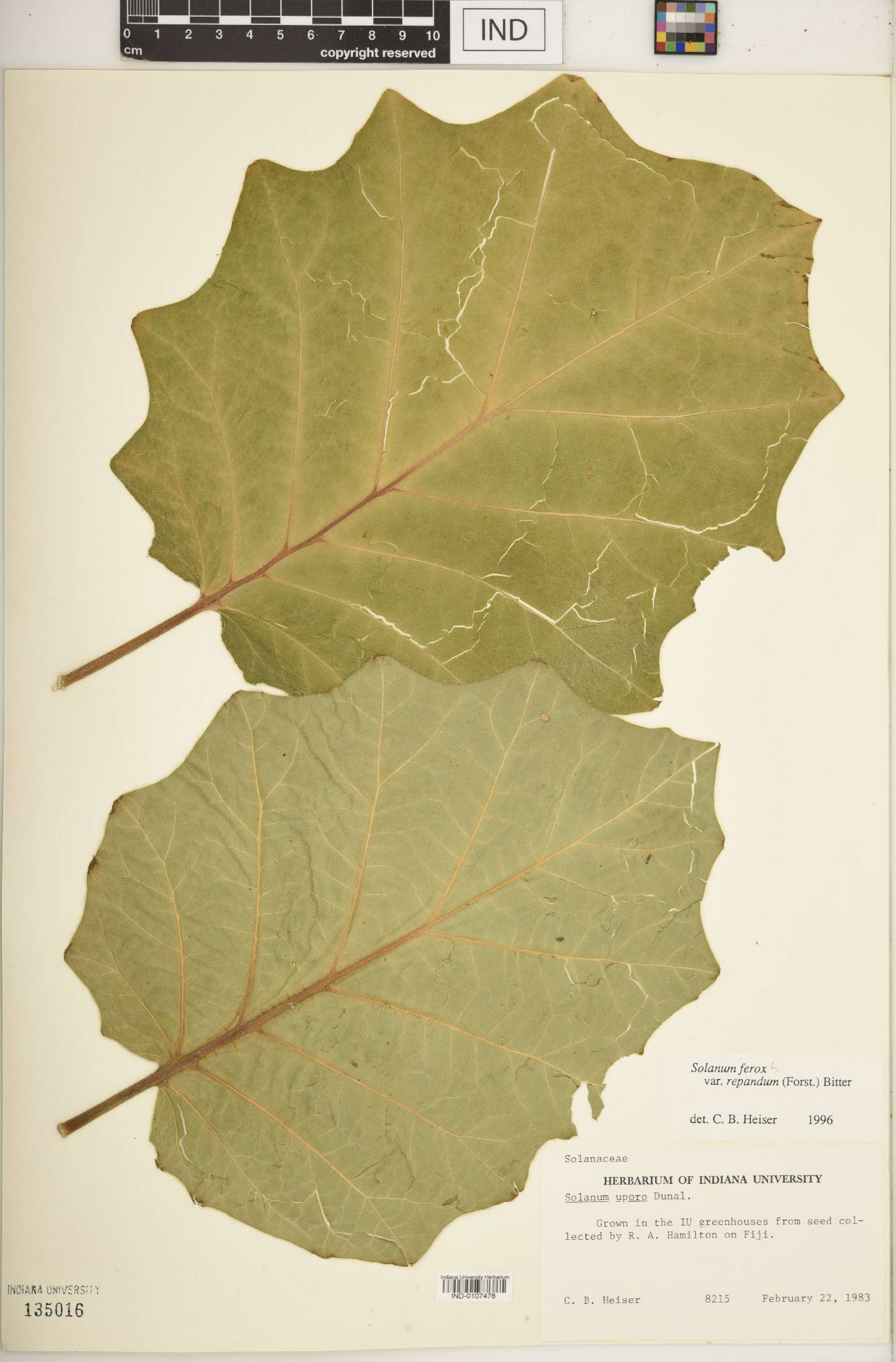 Solanum ferox var. repandum image