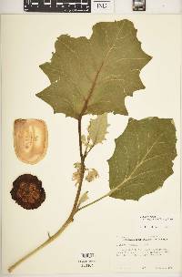 Solanum ferox image