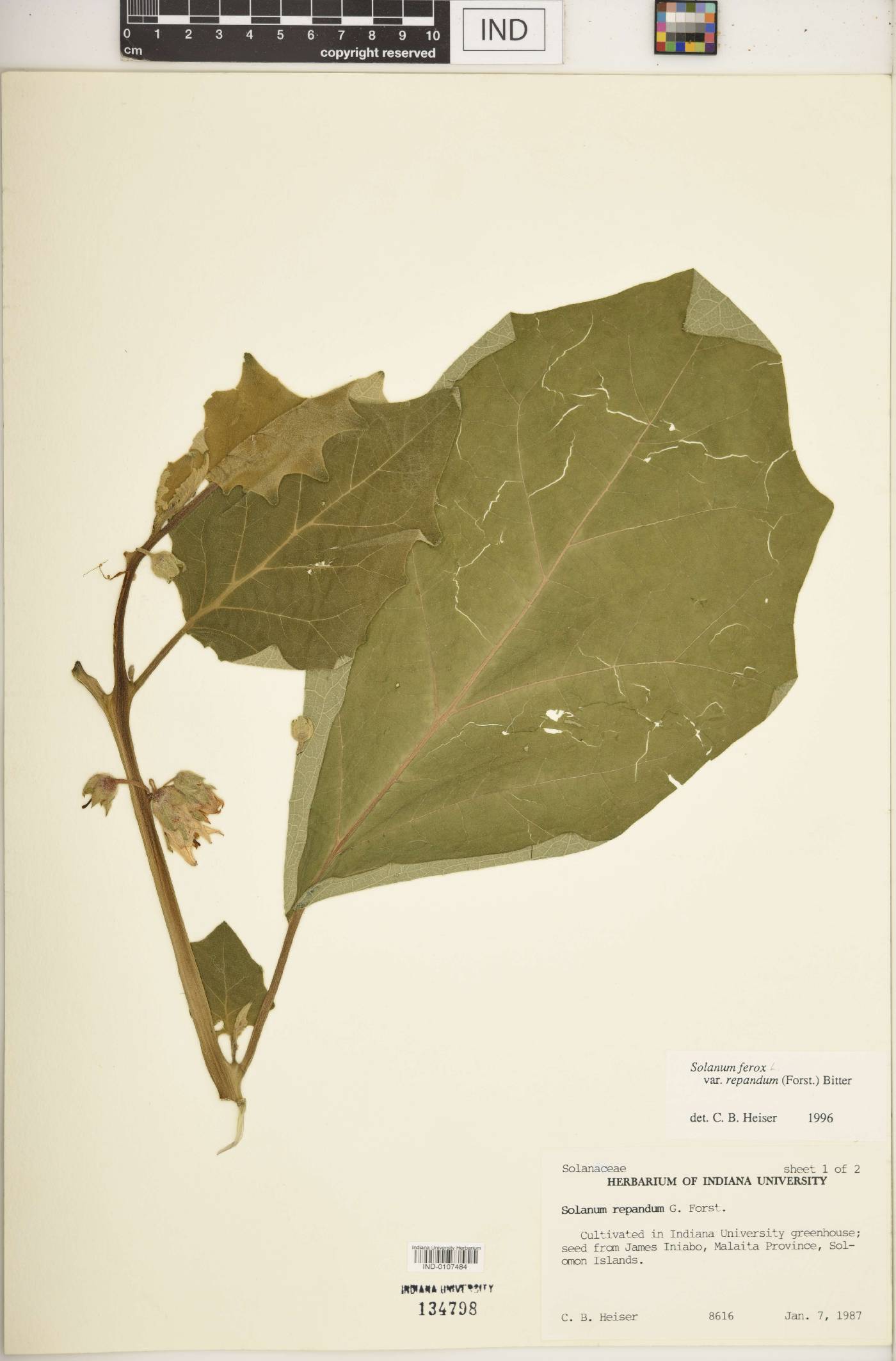 Solanum ferox image
