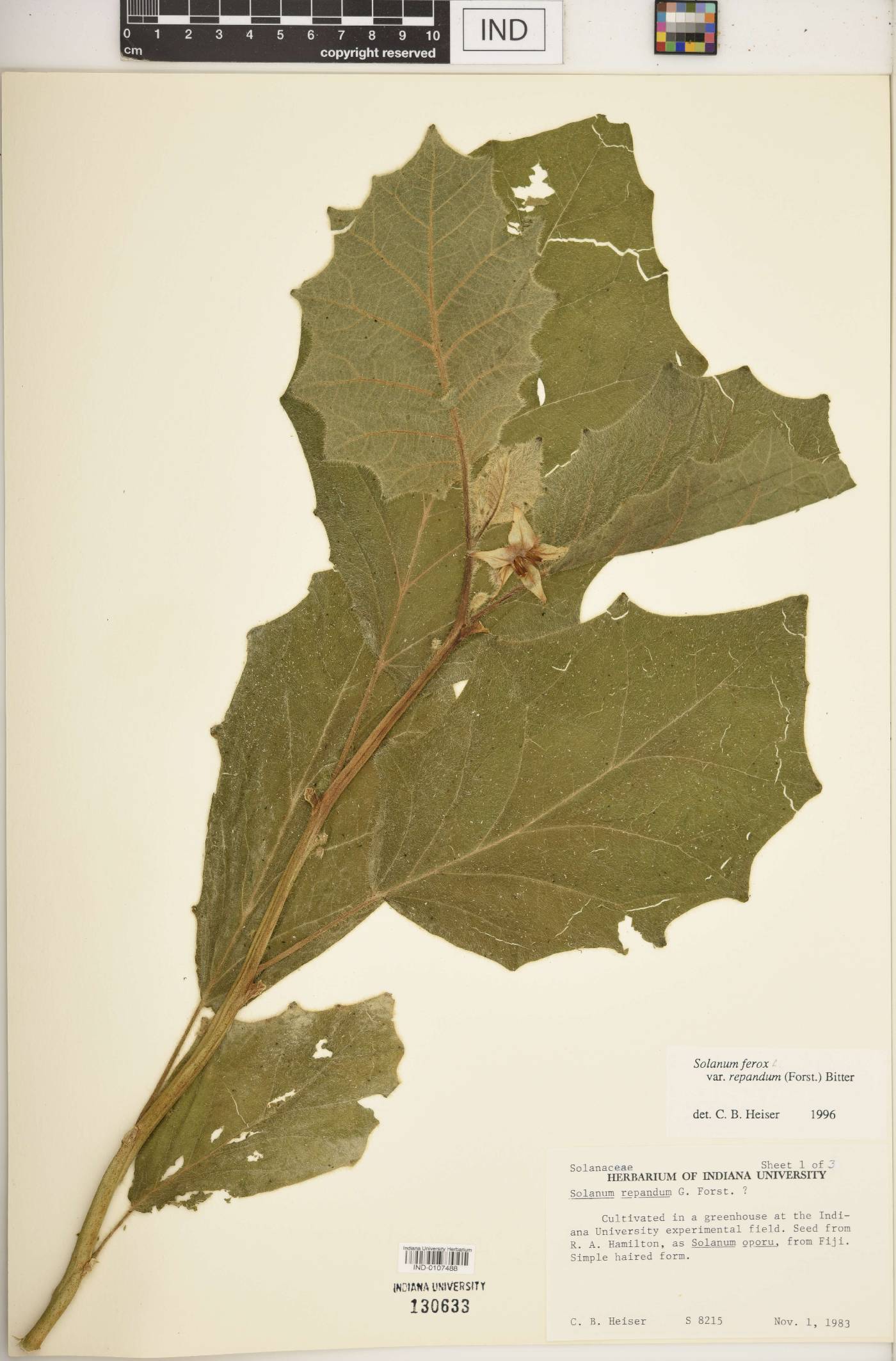 Solanum ferox image