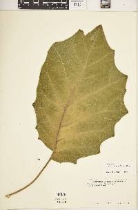 Solanum ferox image