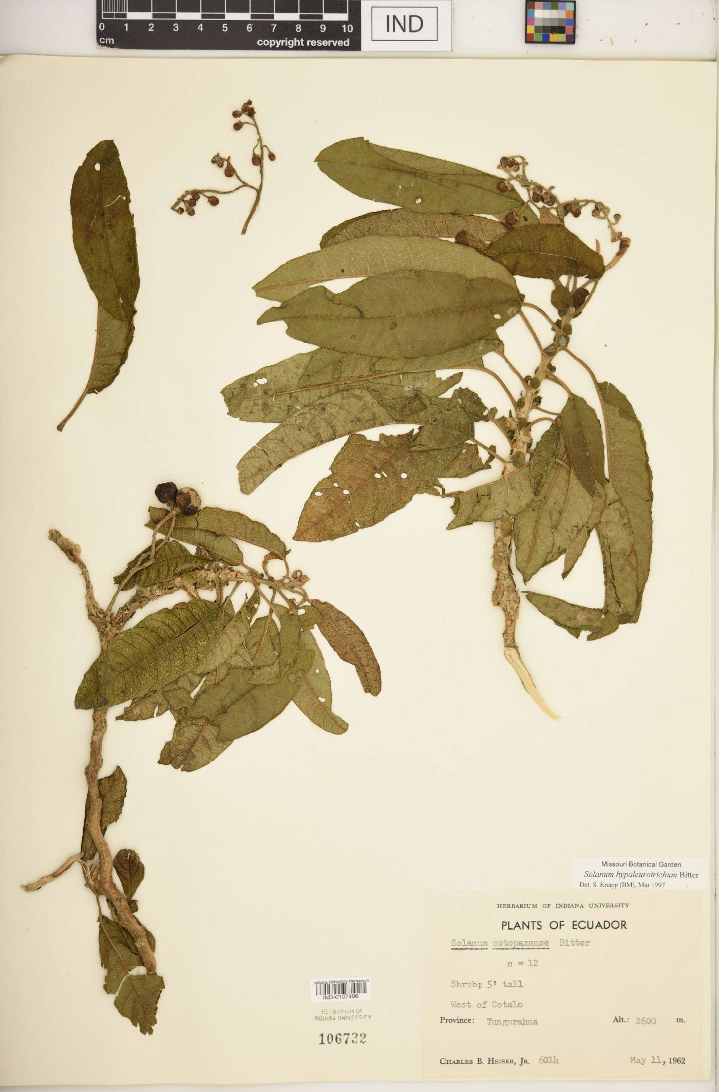Solanum hypaleurotrichum image