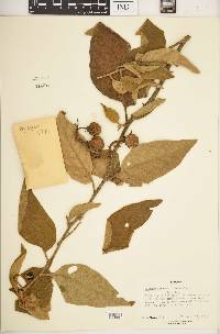 Solanum incanum image