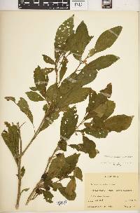 Solanum incomptum image