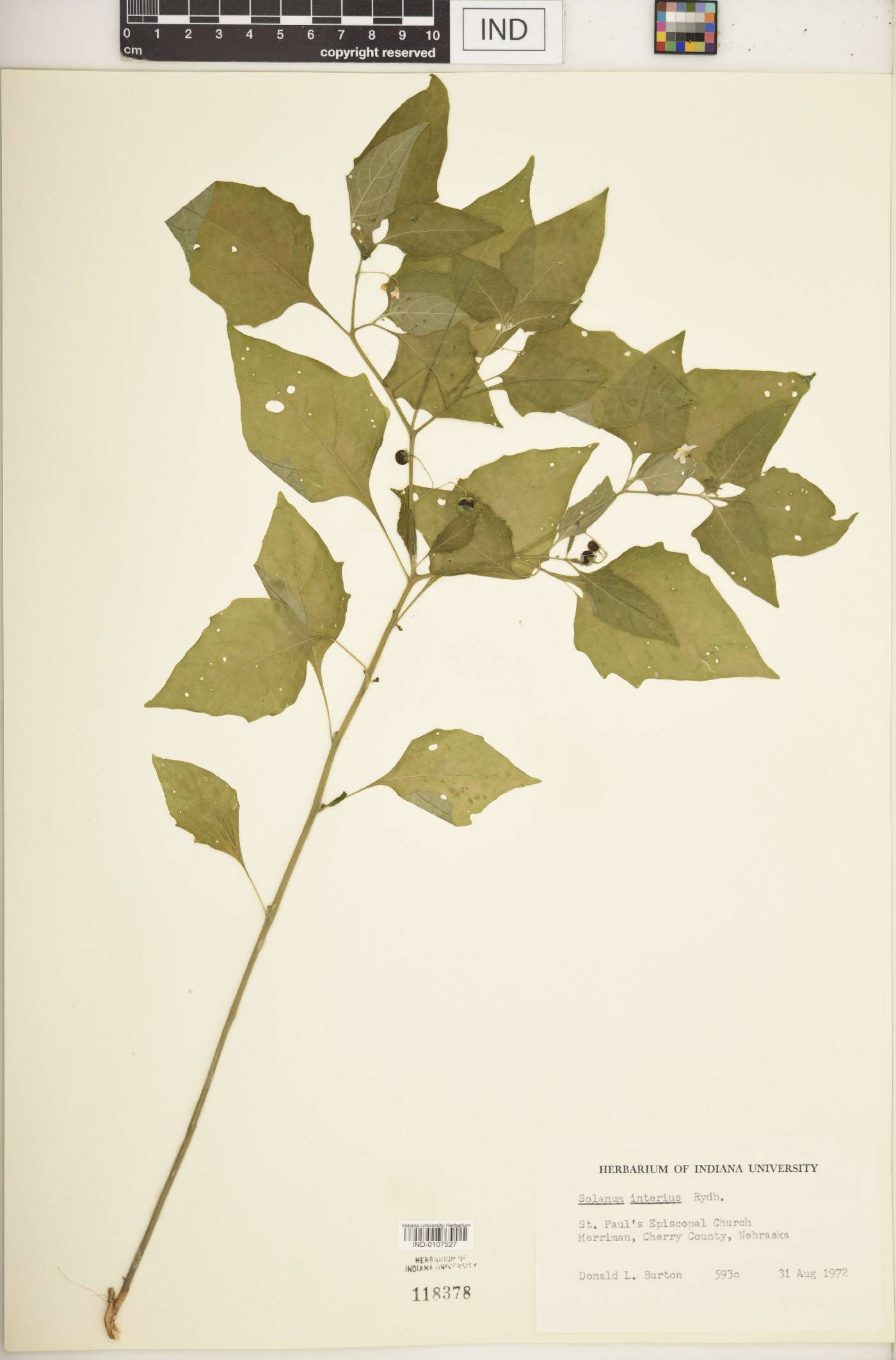 Solanum interius image
