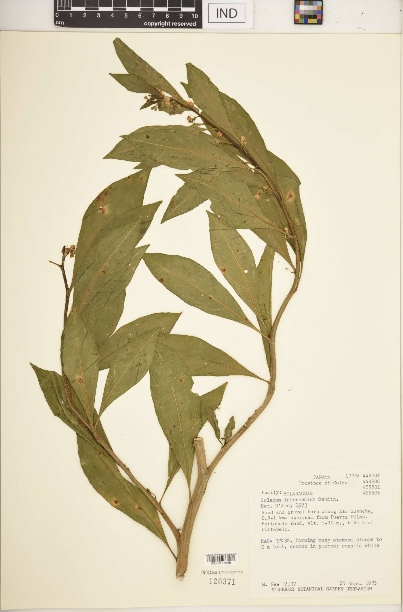Solanum intermedium image