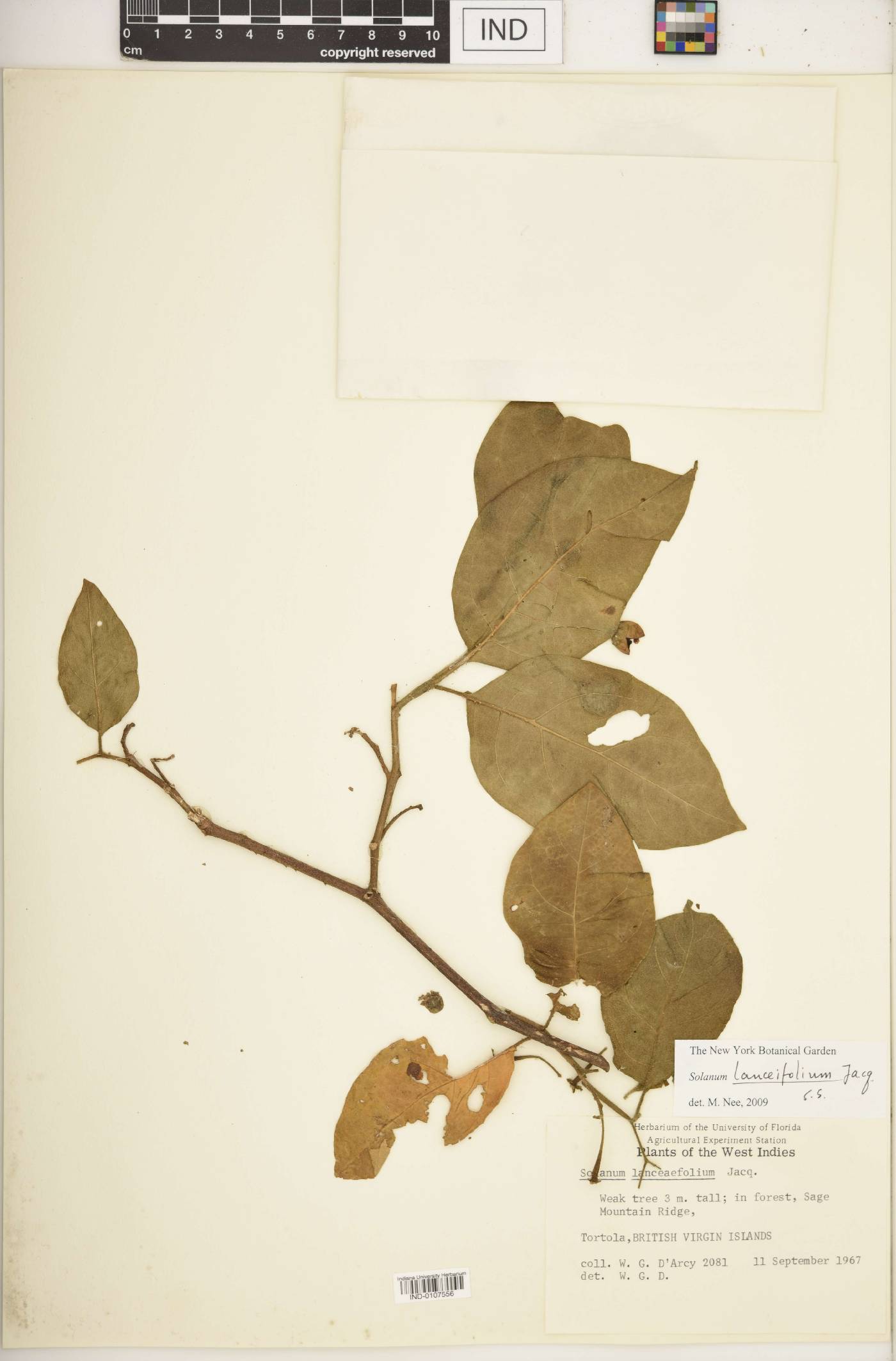 Solanum lanceaefolium image
