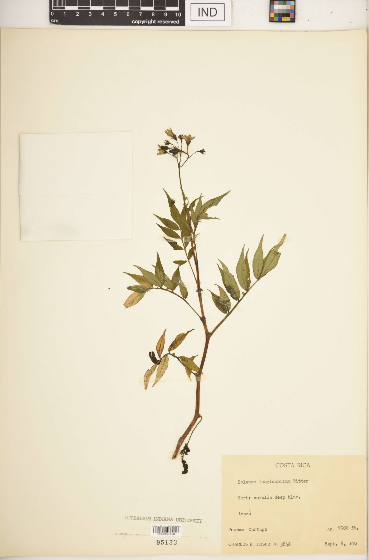 Solanum longiconicum image