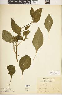 Solanum macrotonum image