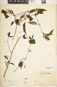 Solanum macrotonum image