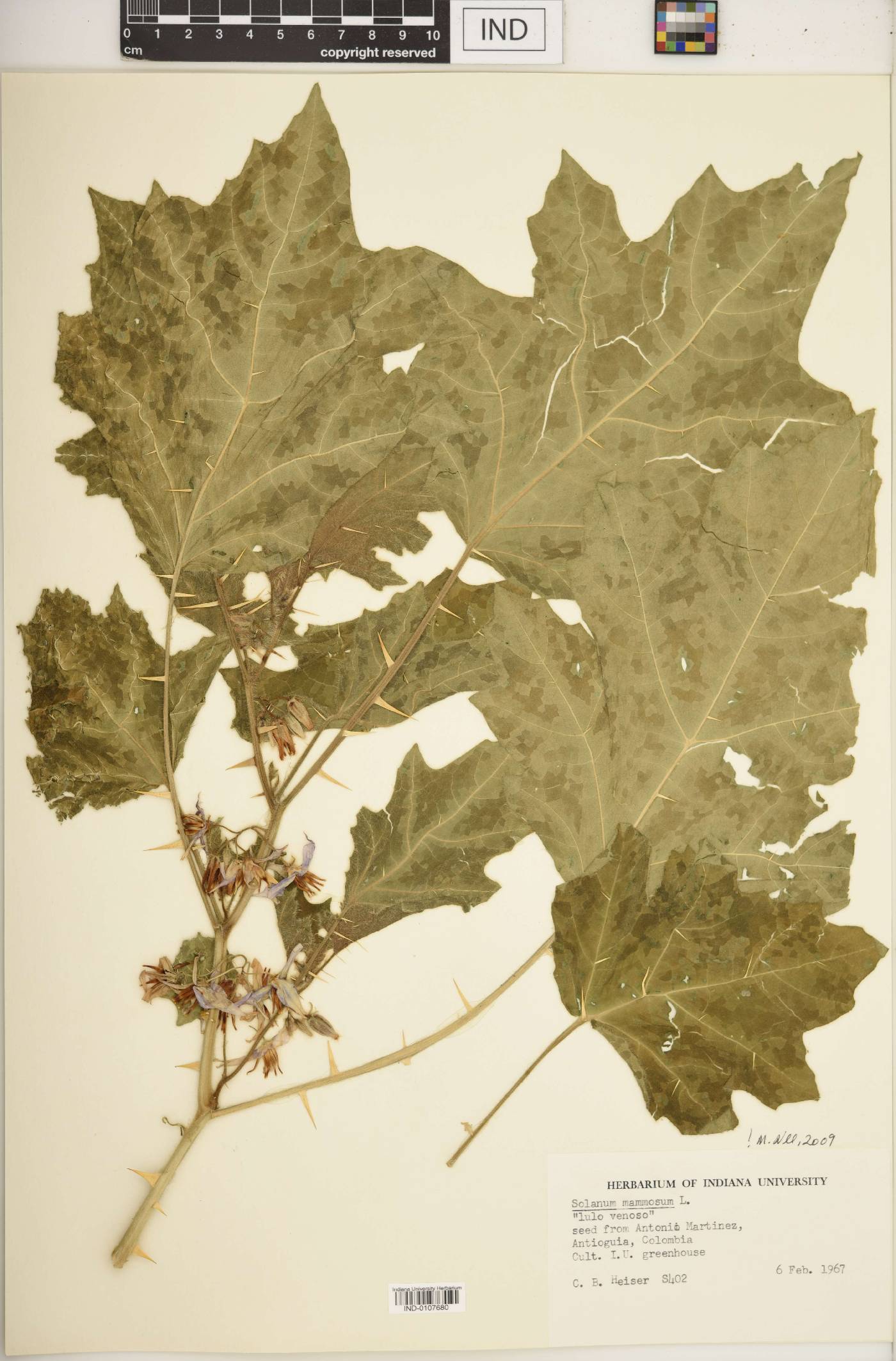 Solanum mammosum image
