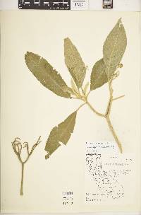 Solanum mauritianum image