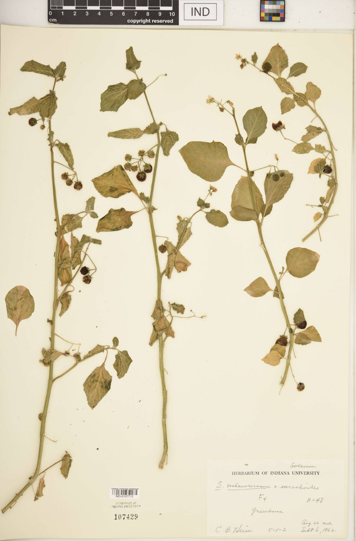 Solanum F1 hybrid image