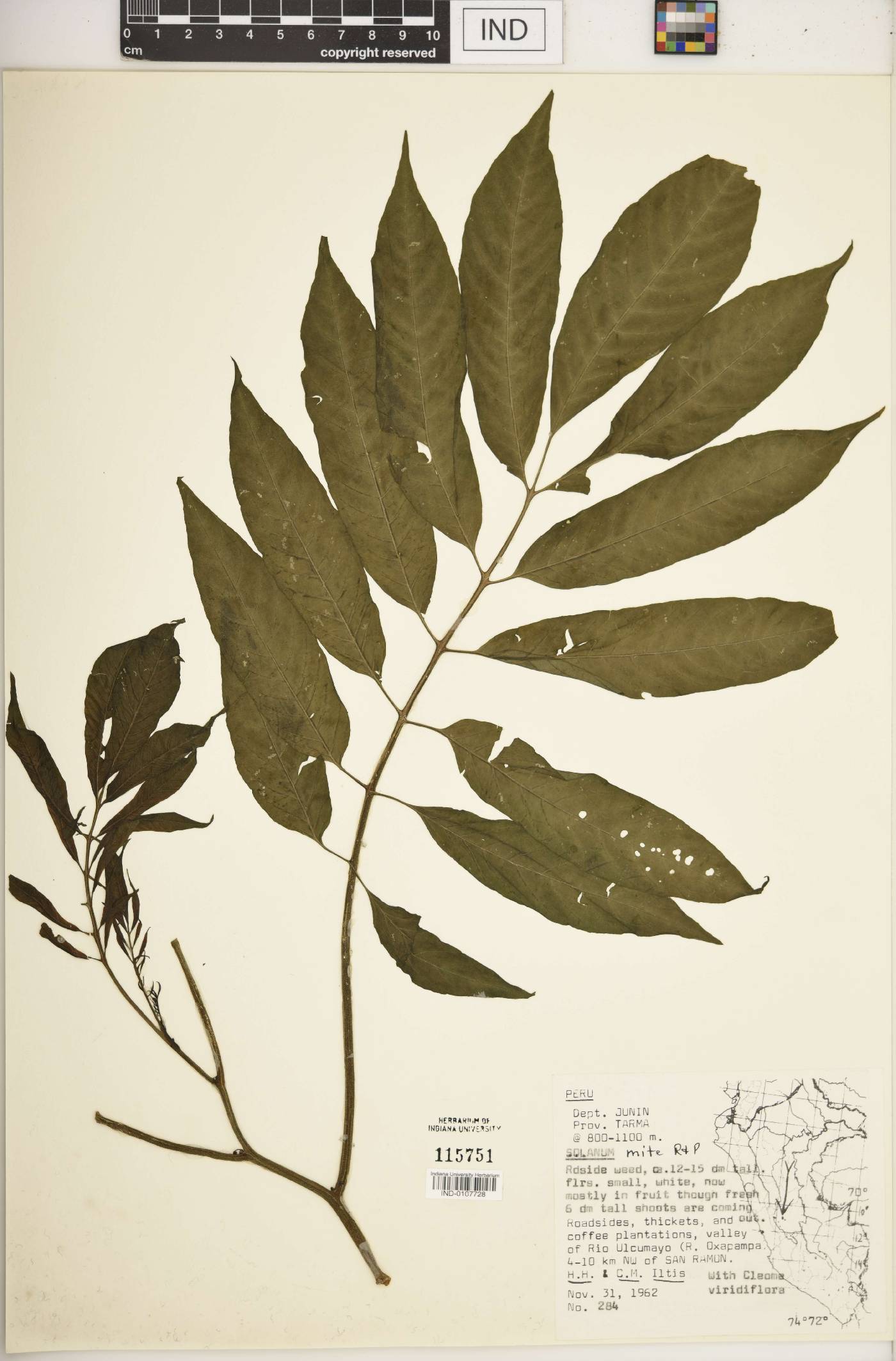 Solanum mite image