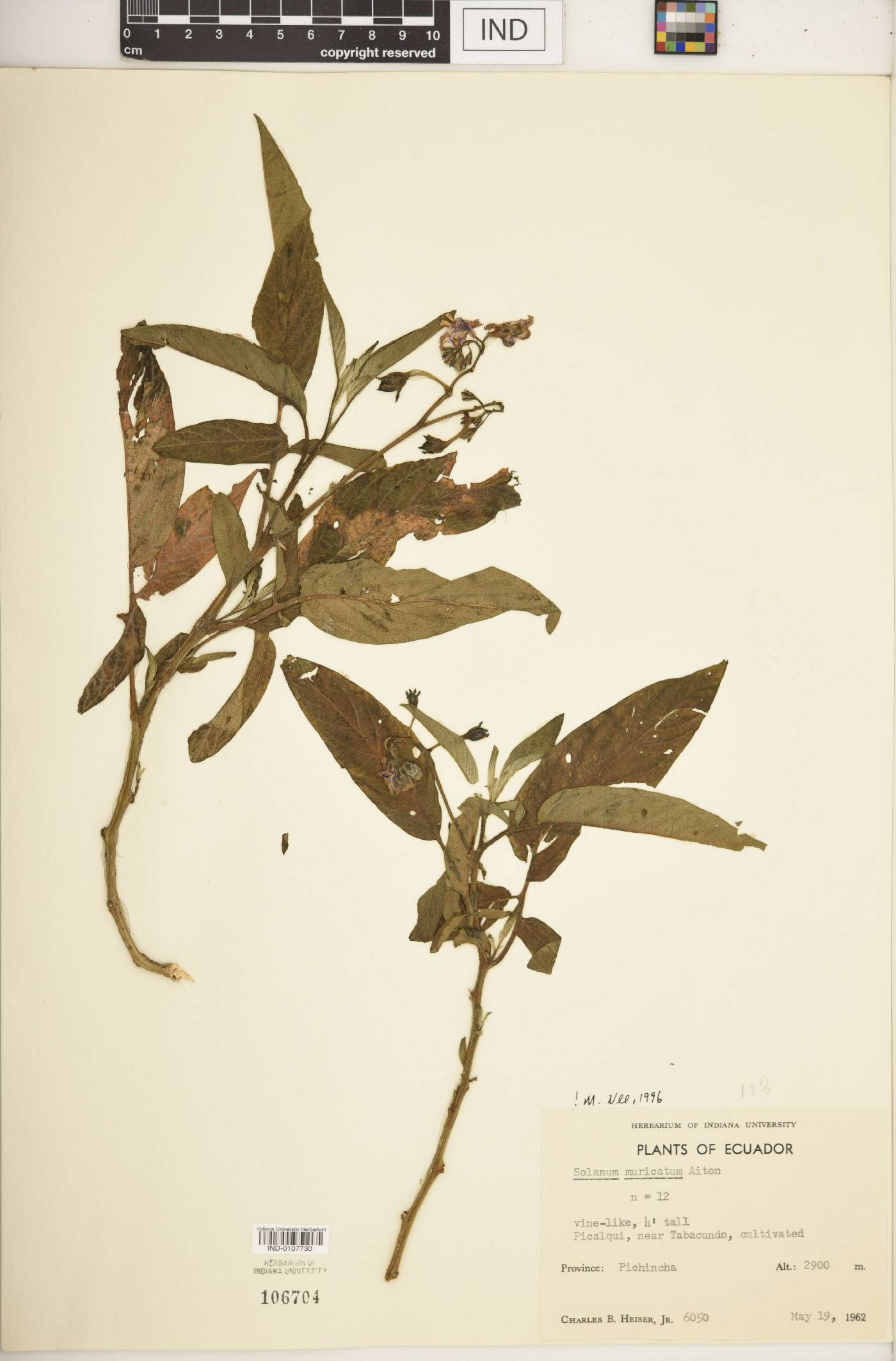 Solanum muricatum image