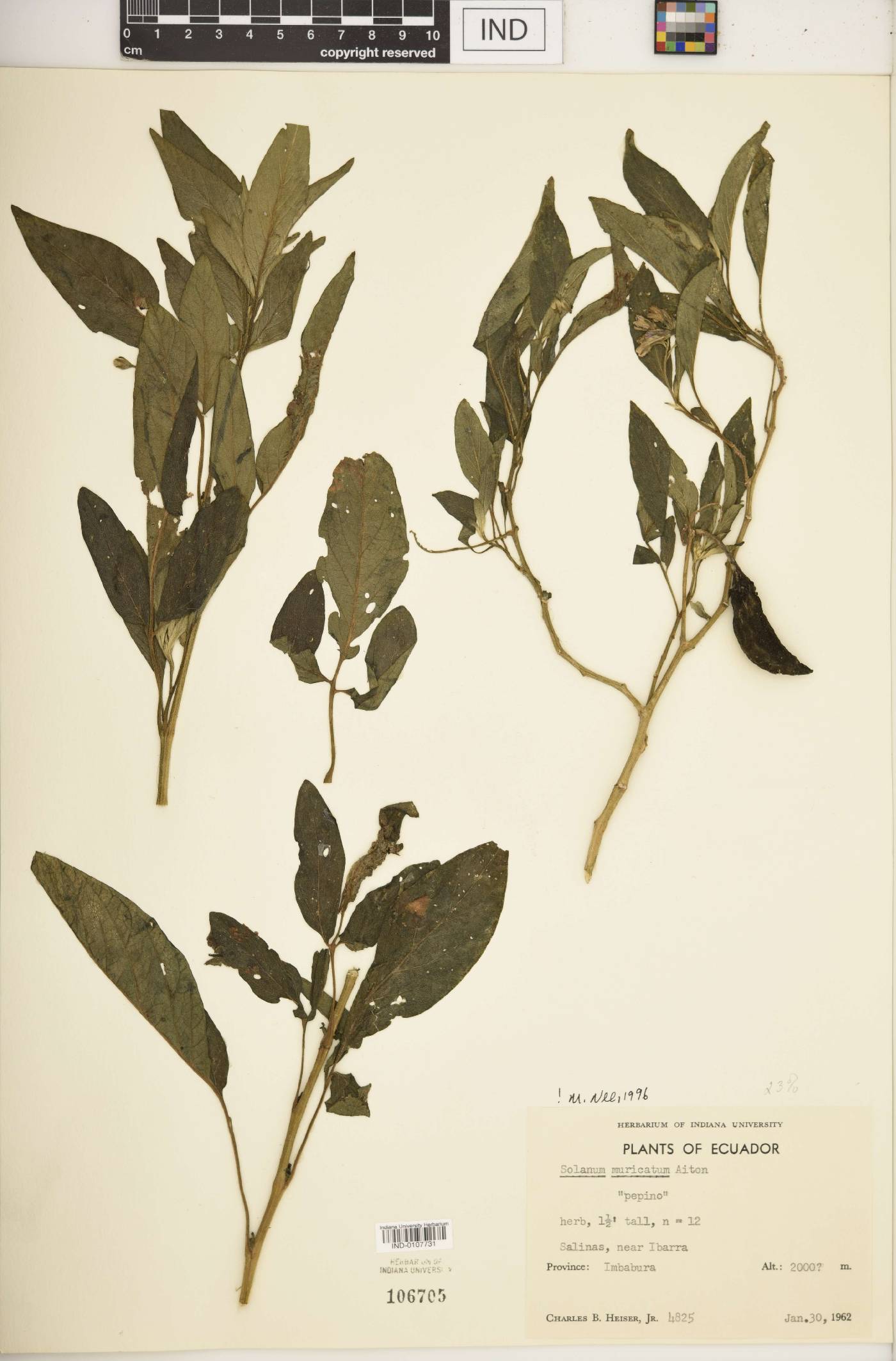 Solanum muricatum image