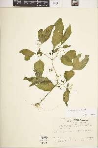 Solanum ptychanthum image