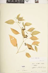 Solanum ptychanthum image