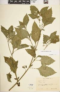 Solanum ptychanthum image