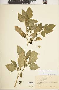 Solanum ptychanthum image