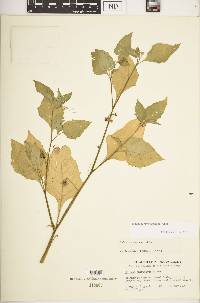 Solanum ptychanthum image